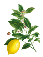 画像をギャラリービューアに読み込む, Galletas de crema de limón.
